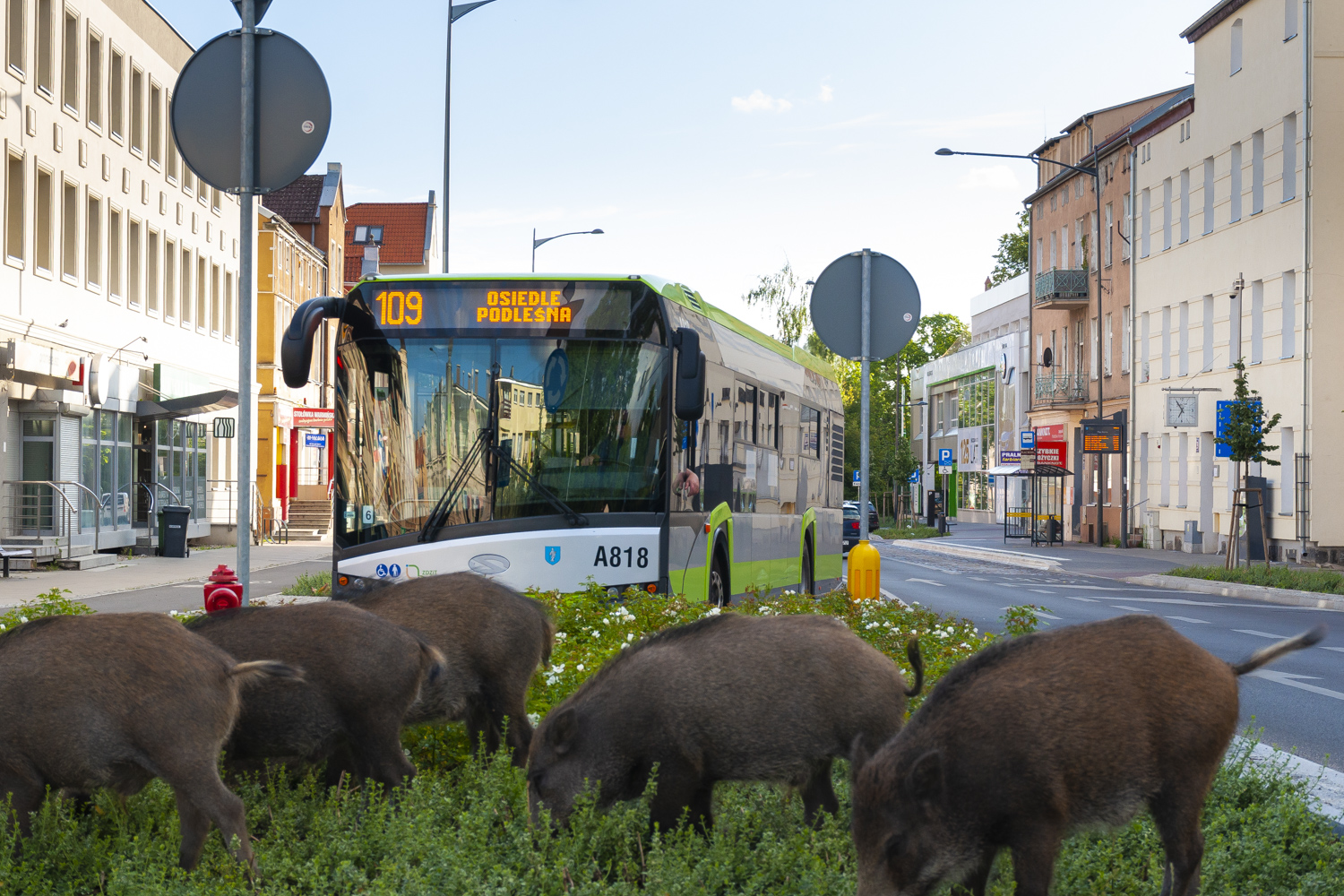 Solaris Urbino 12 #A818